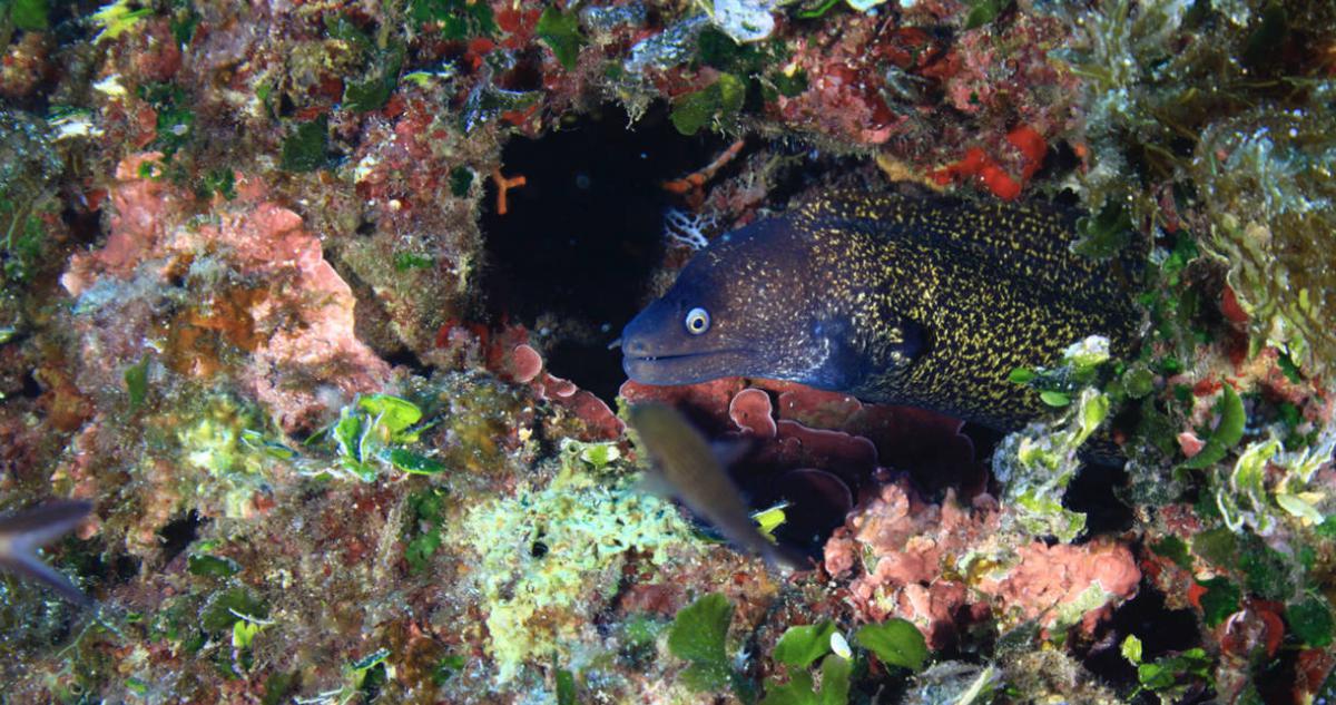 Moray eel