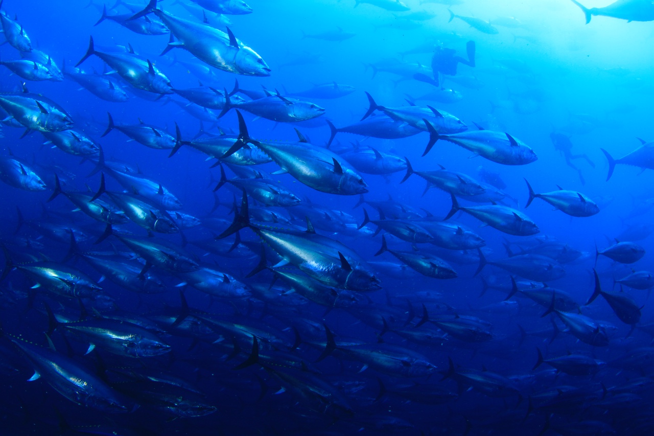 Blue fin Tuna