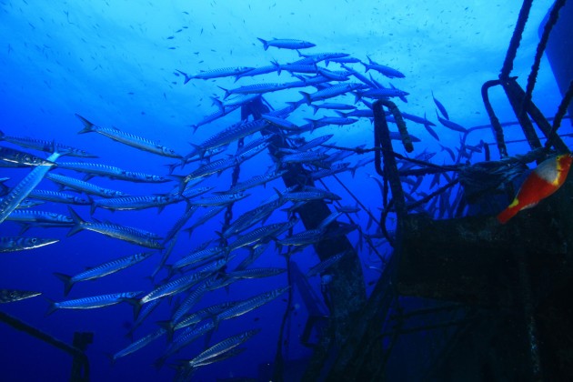 Barracudas on the Um El Faroud