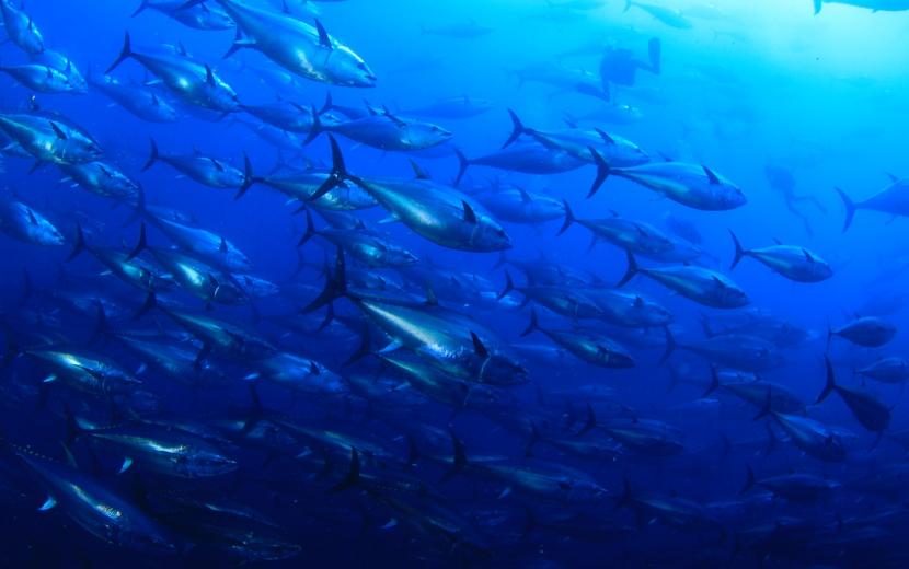 Blue fin Tuna