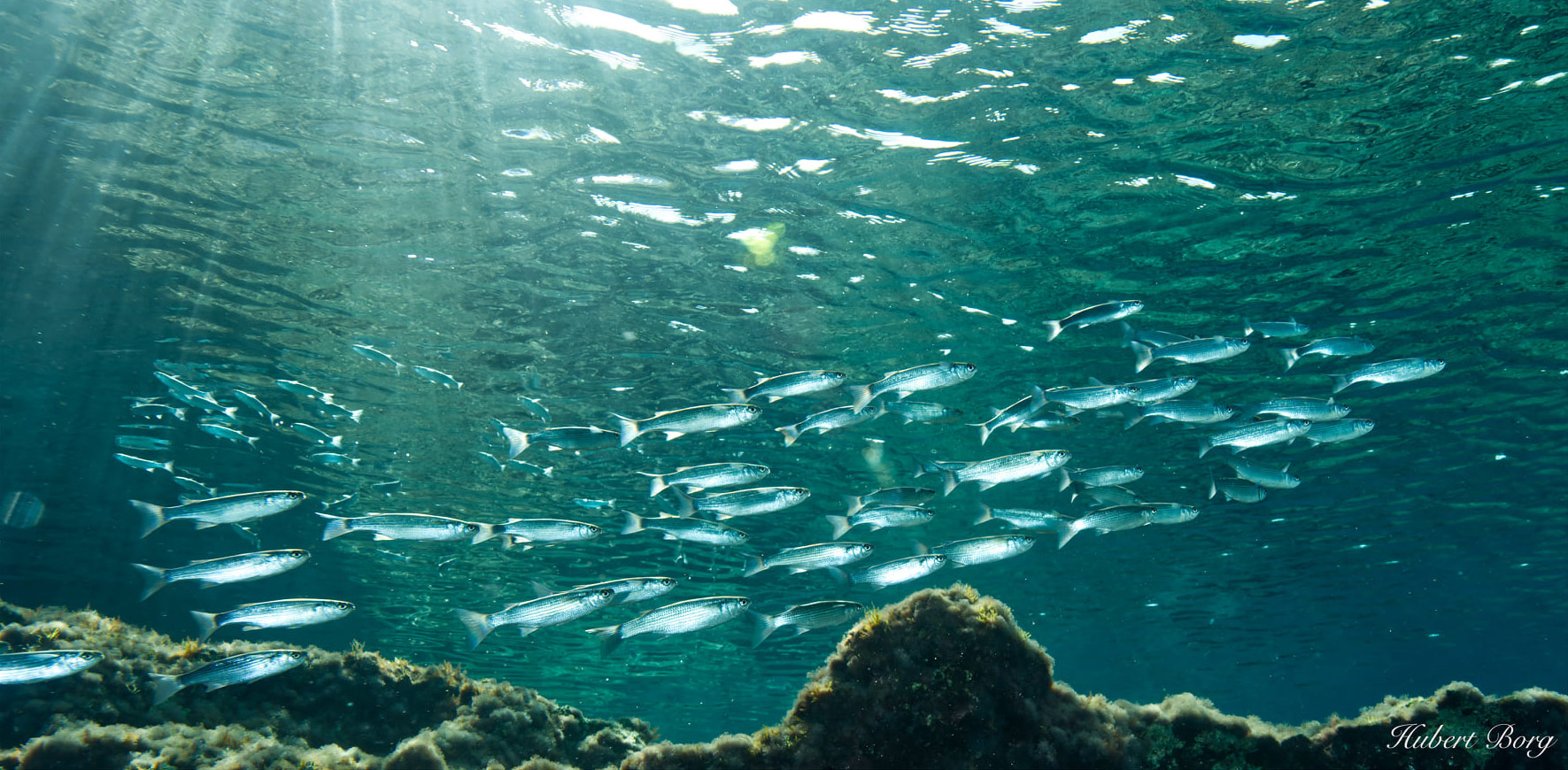 fish in the sea