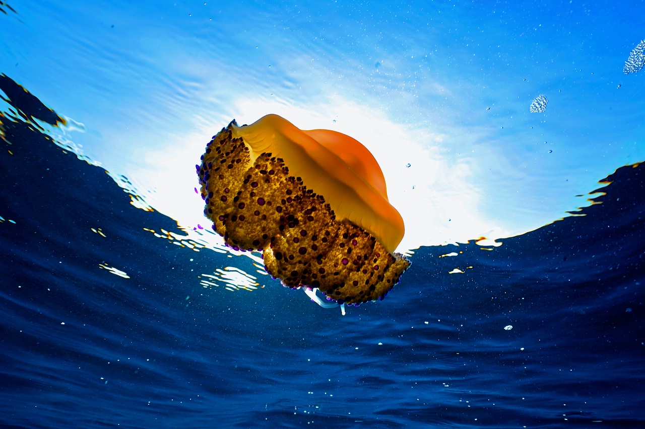 Egg fried jellyfish